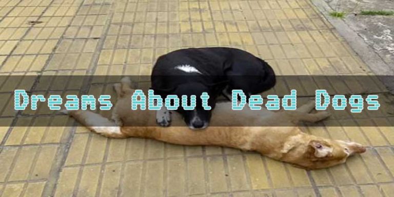 6 Dreams About Dead Dogs - What Does Dreams About Dead Dogs Mean