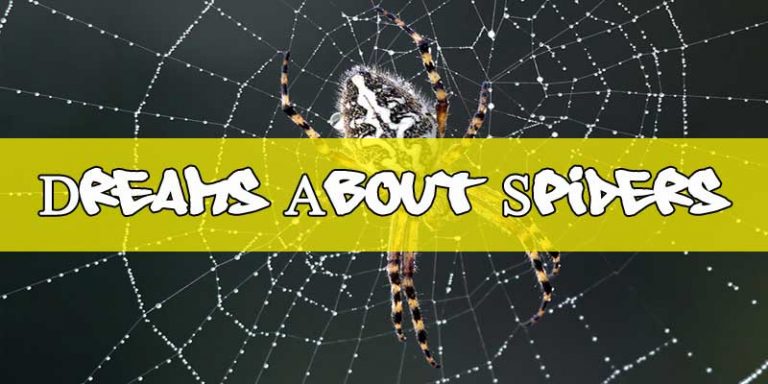 Dreams About Spiders: What Does It Mean When You Dream About Spiders