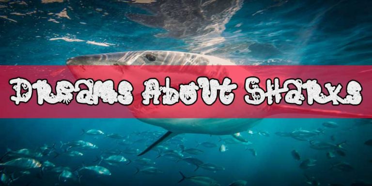 Dreams About Sharks - Dreams of Sharks - Shark Dream Meaning
