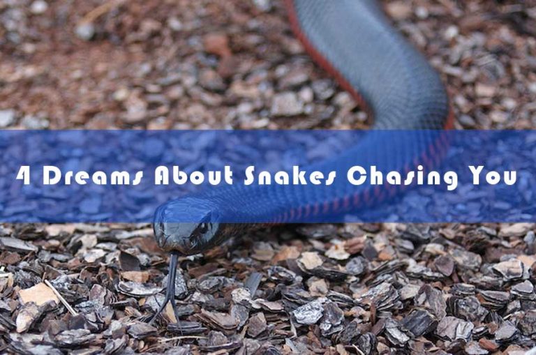 Dreams About Snakes Chasing You - Dream about Being Chased by Snakes