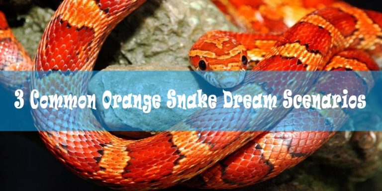 Orange Snake Dreams: Meaning and Interpretation