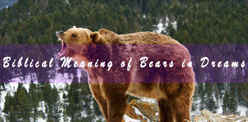 34-biblical-meaning-of-bears-in-dreams-interpretation