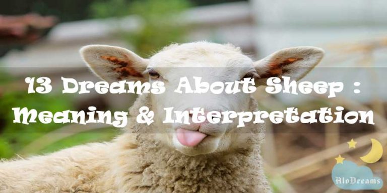 13 Dreams About Sheep : Meaning & Interpretation