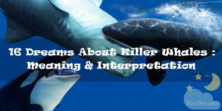 16 Dreams About Killer Whales : Meaning & Interpretation