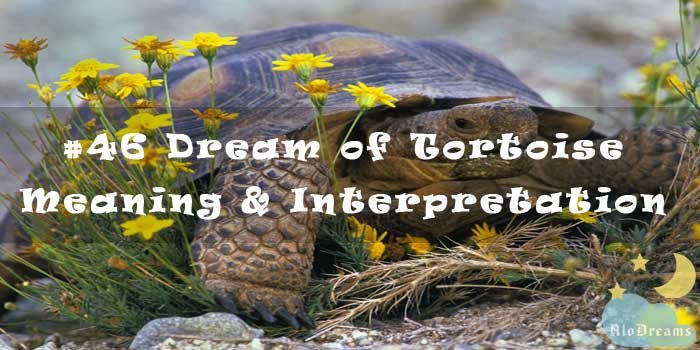 #46 Dream of Tortoise – Meaning & Interpretation