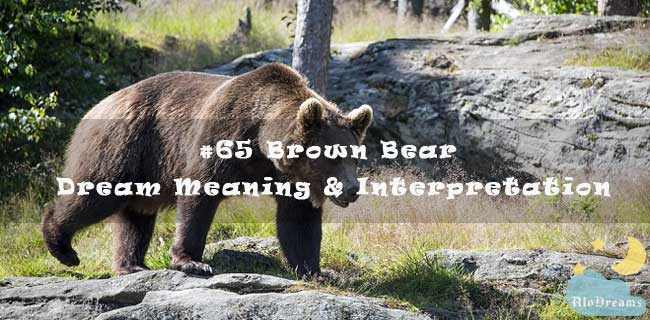#65 Brown Bear - Dream Meaning & Interpretation