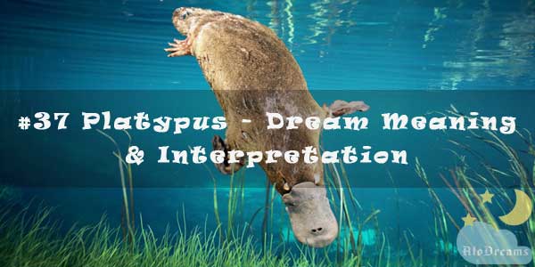 #37 Platypus - Dream Meaning & Interpretation