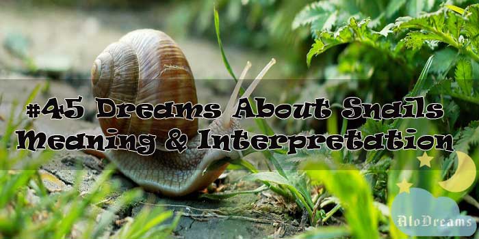 #45 Dreams About Snails : Meaning & Interpretation