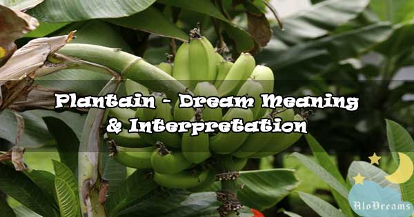 54 Plantain Dream Meaning Interpretation