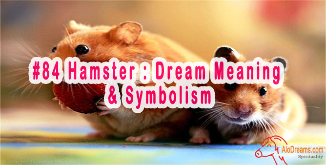 84-hamster-dream-meaning-symbolism