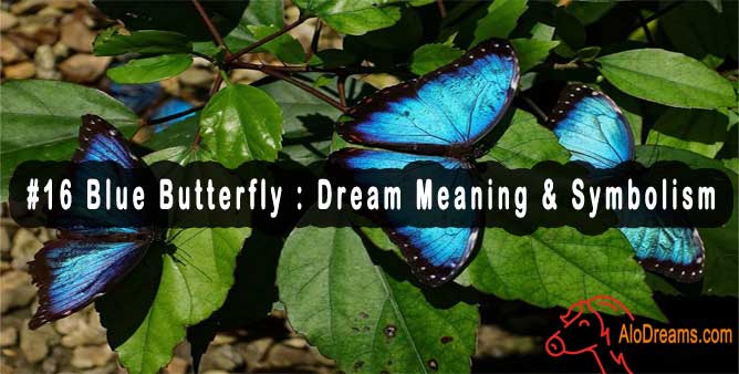 #16 Blue Butterfly : Dream Meaning & Symbolism