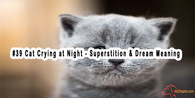 39-cat-crying-at-night-superstition-dream-meaning