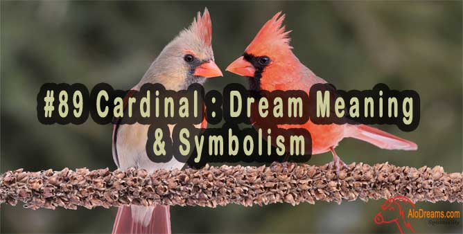 #89 Cardinal : Dream Meaning & Symbolism