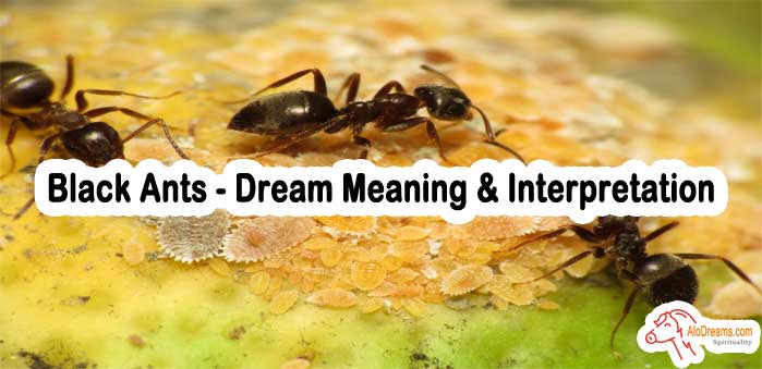 62-black-ants-dream-meaning-interpretation