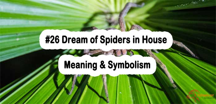 #26 Dream of Spiders in House - Meaning & Symbolism