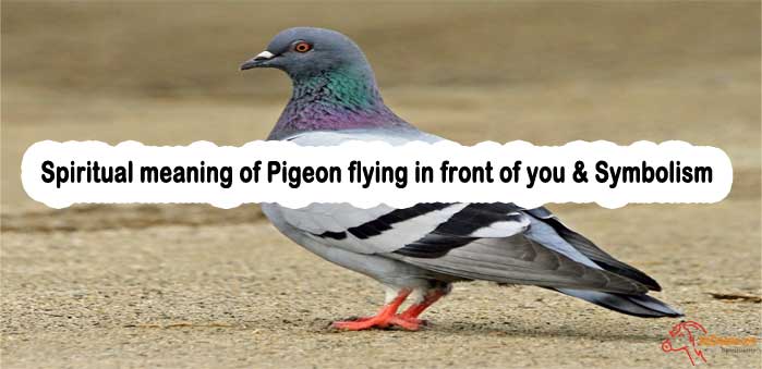 68-spiritual-meaning-of-pigeon-flying-in-front-of-you-symbolism