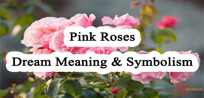 16-pink-roses-dream-meaning-symbolism