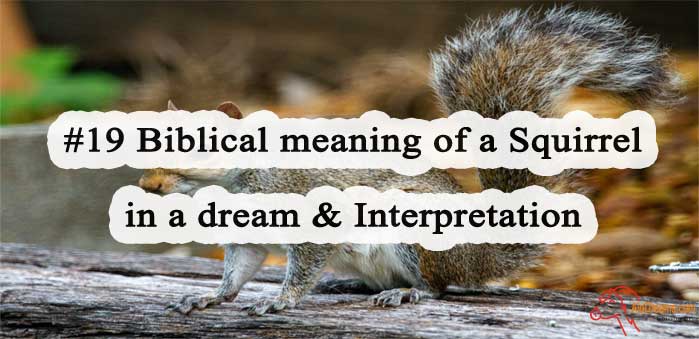 19-biblical-meaning-of-a-squirrel-in-a-dream-interpretation