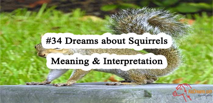 #34 Dreams about Squirrels - Meaning & Interpretation