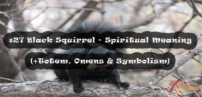 #27 Black Squirrel - Spiritual Meaning (+Totem, Omens & Symbolism)