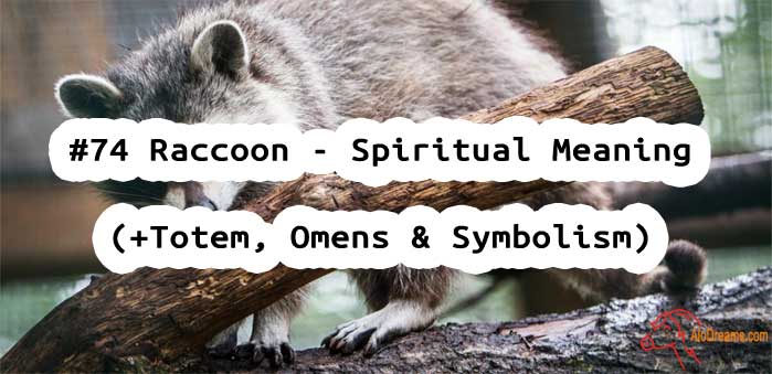 #74 Raccoon - Spiritual Meaning (+Totem, Omens & Symbolism) 