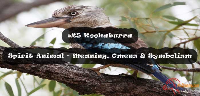 #25 Kookaburra : Spirit Animal - Meaning, Omens & Symbolism