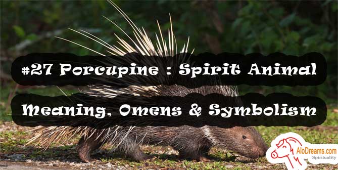 #27 Porcupine : Spirit Animal - Meaning, Omens & Symbolism