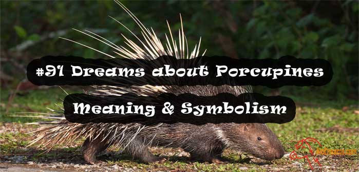#91 Dreams about Porcupines , Meaning & Symbolism