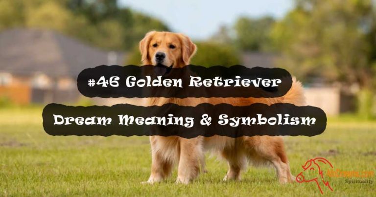 #46 Golden Retriever - Dream Meaning & Symbolism