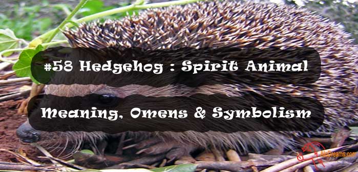 #58 Hedgehog : Spirit Animal - Meaning, Omens & Symbolism