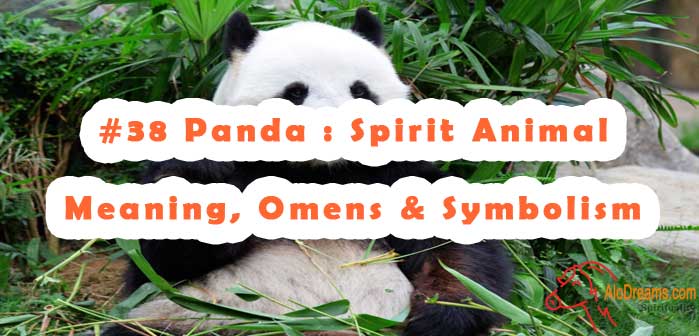 38-panda-spirit-animal-meaning-omens-symbolism