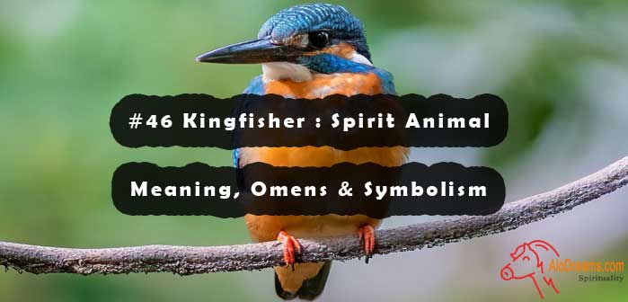 #46 Kingfisher : Spirit Animal – Meaning, Omens & Symbolism