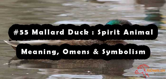 55-mallard-duck-spirit-animal-meaning-omens-symbolism