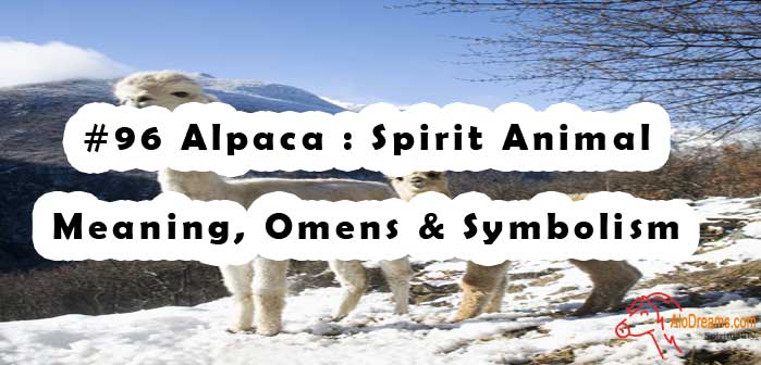 #96 Alpaca : Spirit Animal – Meaning, Omens & Symbolism