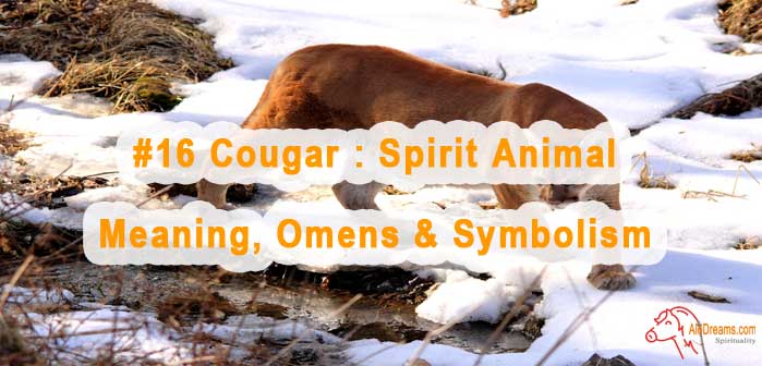 16-cougar-spirit-animal-meaning-omens-symbolism