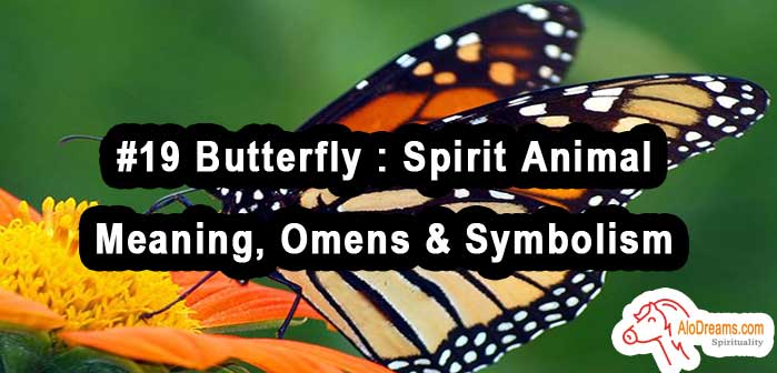 19 Butterfly : Spirit Animal – Meaning, Omens & Symbolism