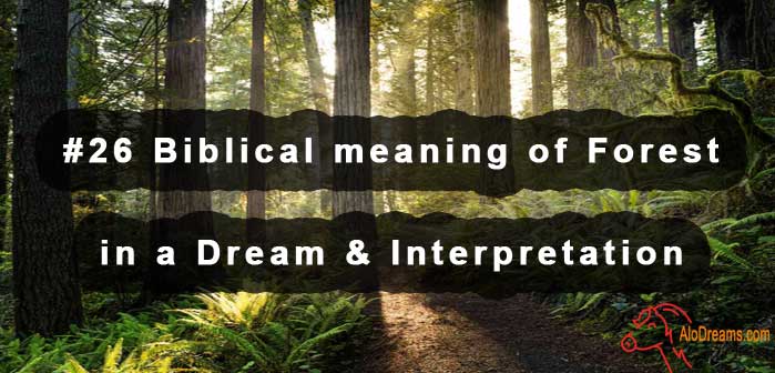 26-biblical-meaning-of-forest-in-a-dream-interpretation