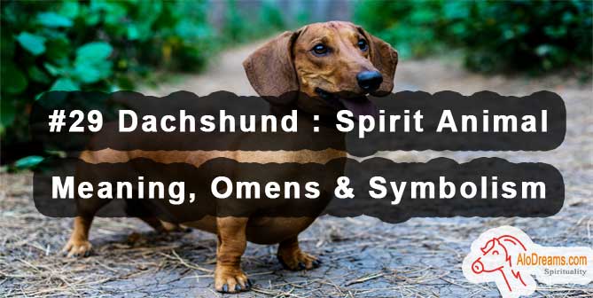 #29 Dachshund : Spirit Animal - Meaning, Omens & Symbolism