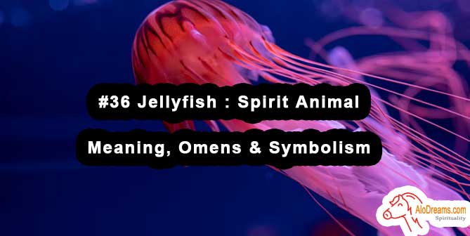 #36 Jellyfish : Spirit Animal - Meaning, Omens & Symbolism