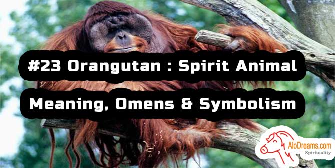 #23 Orangutan : Spirit Animal - Meaning, Omens & Symbolism