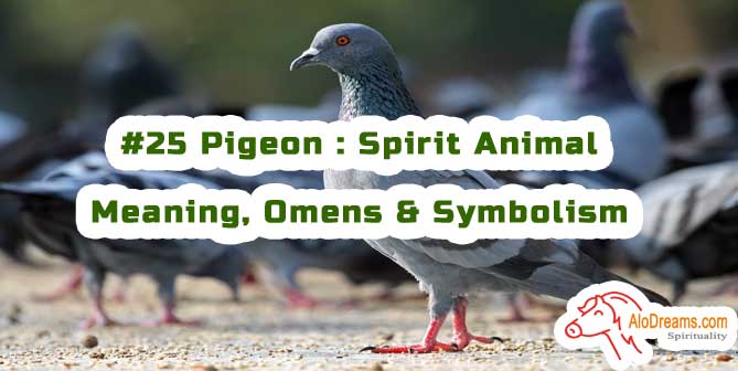 #25 Pigeon : Spirit Animal - Meaning, Omens & Symbolism
