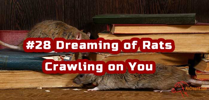 #28 Dreaming of Rats Crawling on You - Meaning & Symbolism