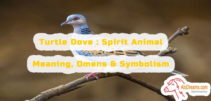 #39 Turtle Dove : Spirit Animal – Meaning, Omens & Symbolism