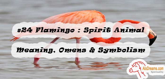 #24 Flamingo : Spirit Animal - Meaning, Omens & Symbolism