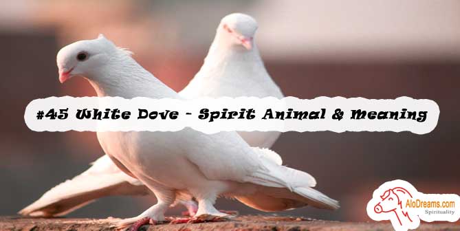 45-white-dove-spirit-animal-meaning