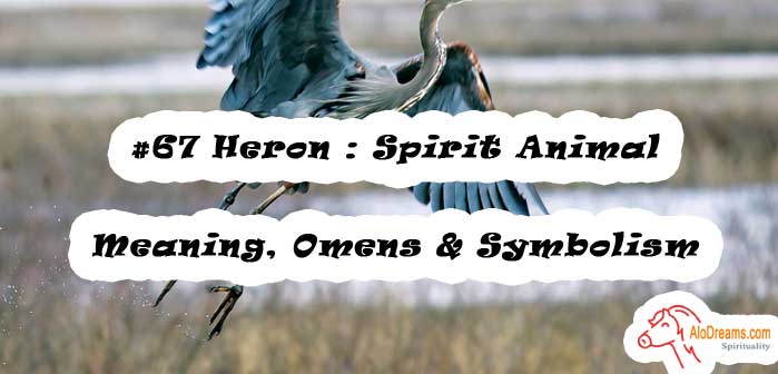 #67 Heron : Spirit Animal – Meaning, Omens & Symbolism