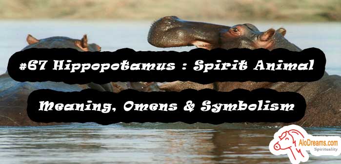 #67 Hippopotamus : Spirit Animal – Meaning, Omens & Symbolism