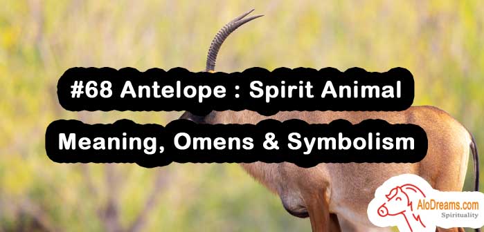 #68 Antelope : Spirit Animal – Meaning, Omens & Symbolism