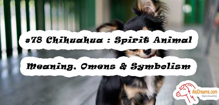 #78 Chihuahua : Spirit Animal - Meaning, Omens & Symbolism